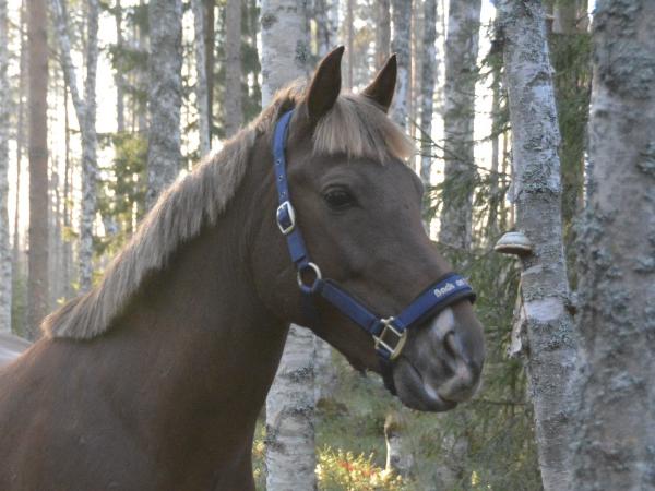 Bergviks Moonshine