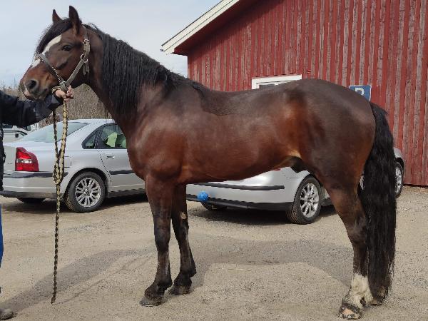 Hauan Odin
