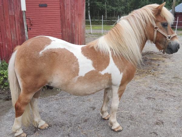 Ponikujan Wäinö
