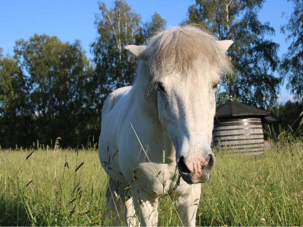 Frostros Fra Kaldadarnesi