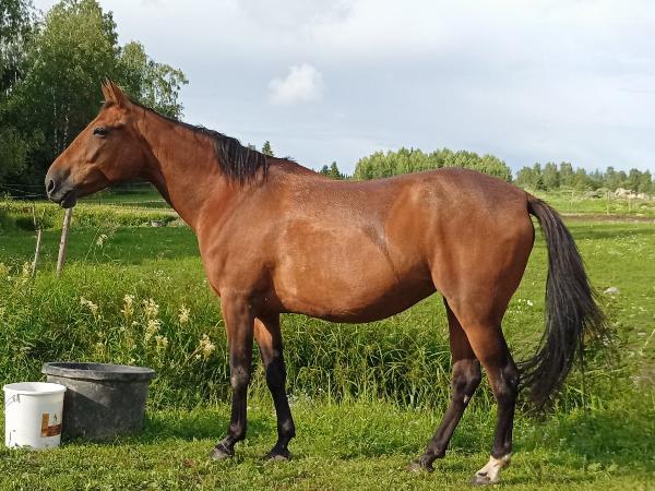 Alfas Hale Bopp