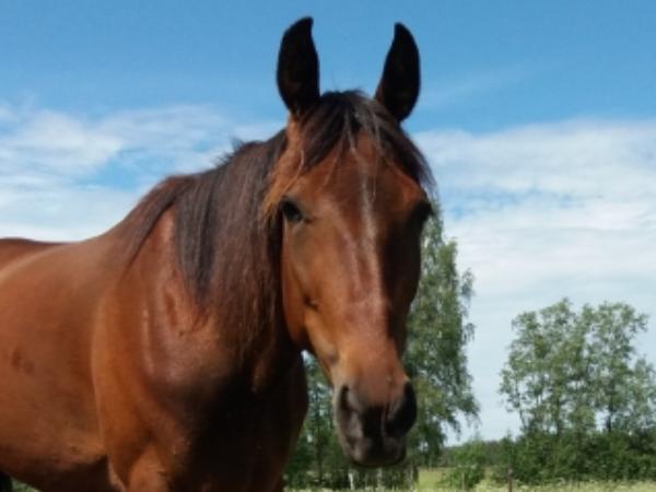Royal Wictoria