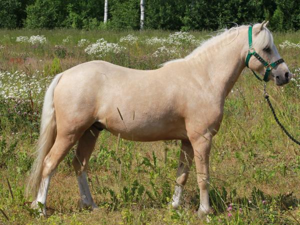 Hopeful's Sunny Emilion
