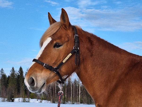 Assin Väläys