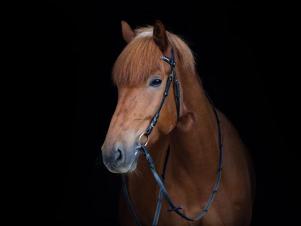 Viiar