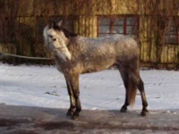 Täpp-Finn