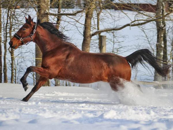 Gresille Boko