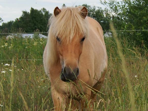 Saga fra Pirsos