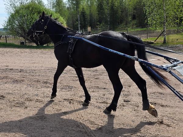 Nero Hoss