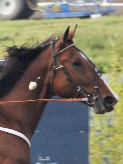 Timo